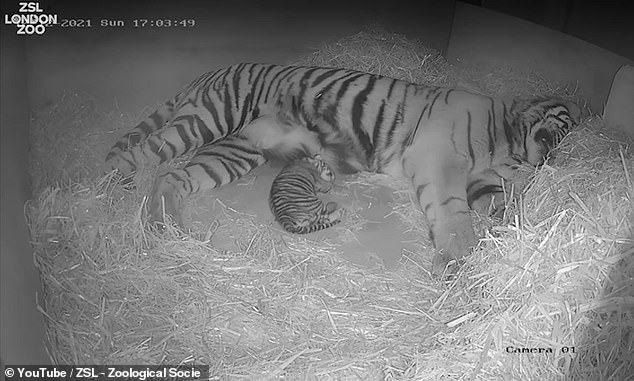 London Zoo celebrates birth of one of the world's rarest tigers