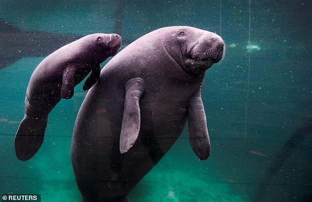 A rare manatee gives birth to calf in the pool at Dutch zoo