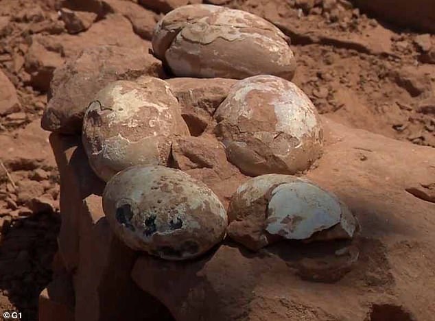 Litter of fossilized dinosaur eggs found in Brazil