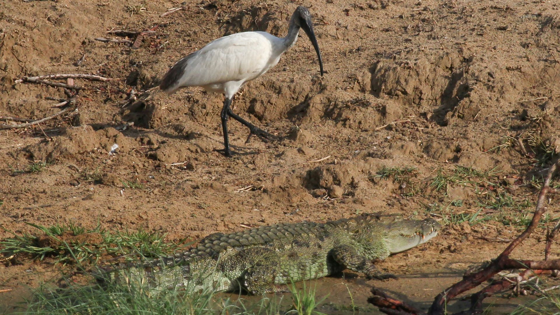 Egyptian god or alien species? Italy battling 10,000 predatory birds