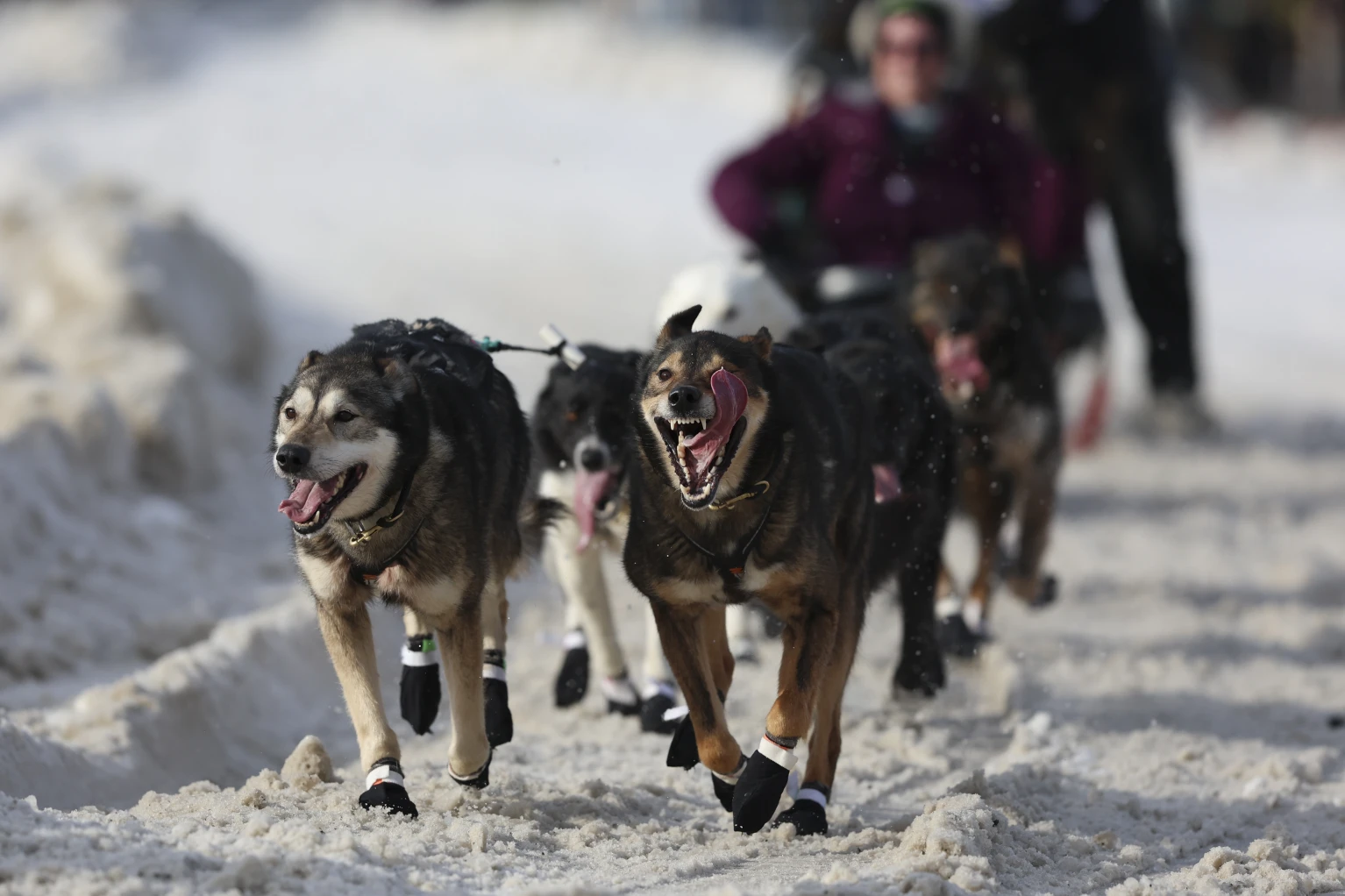 Iditarod: World's most famous sled dog race is longer than ever