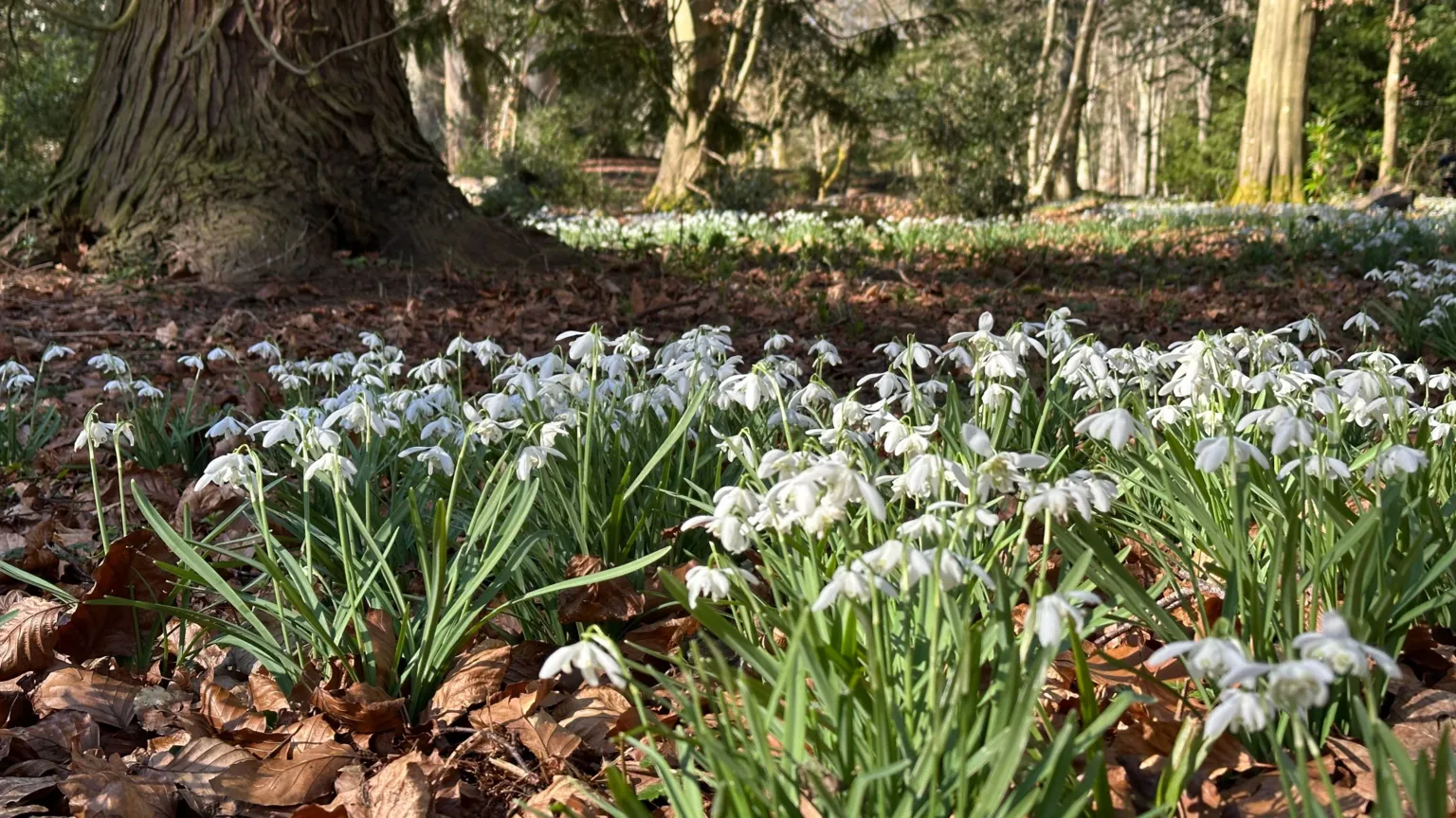 One millionth snowdrop planted in Wallington