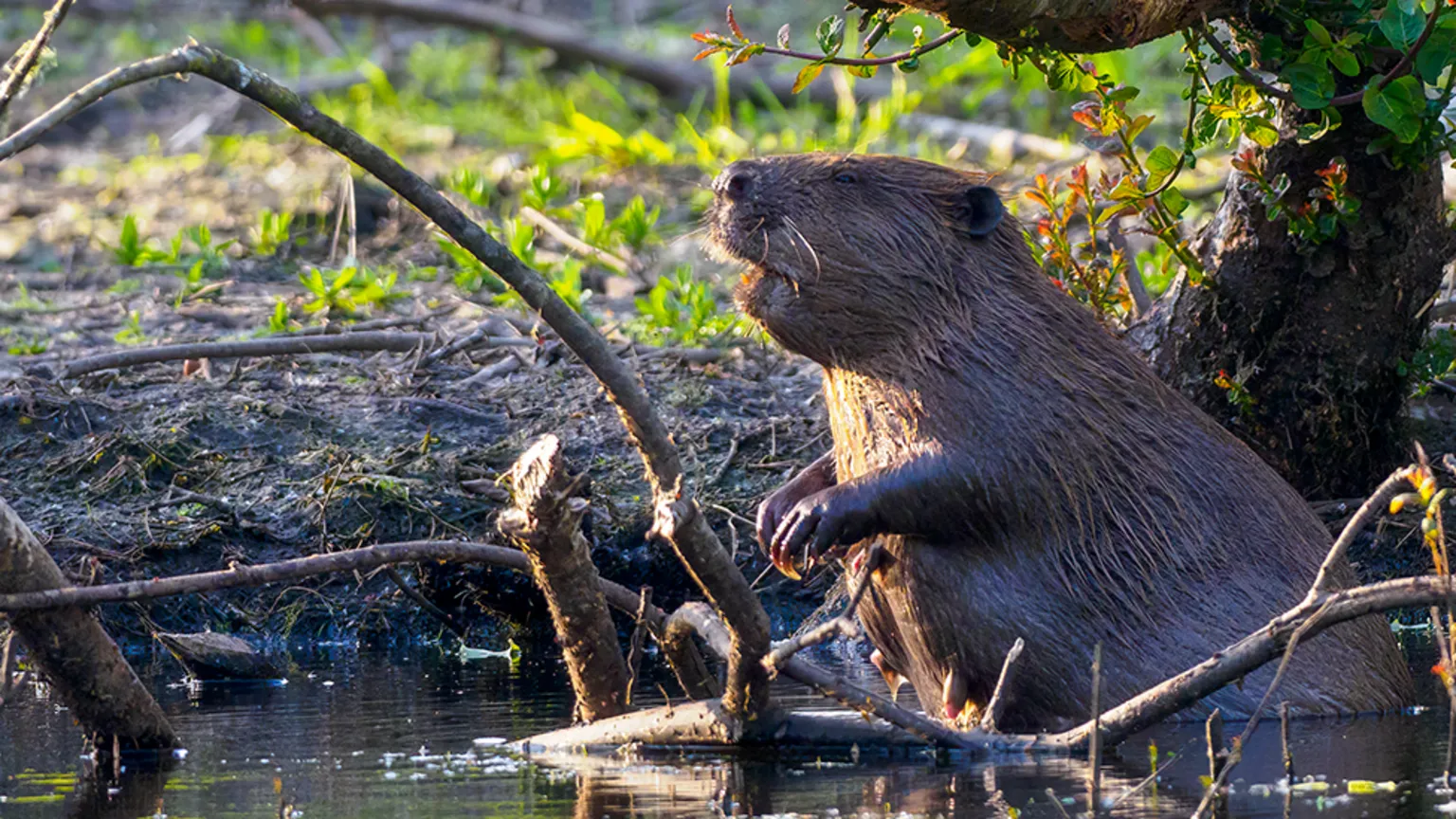 Beaver reintroduction welcomed by Shropshire Wildlife Trust