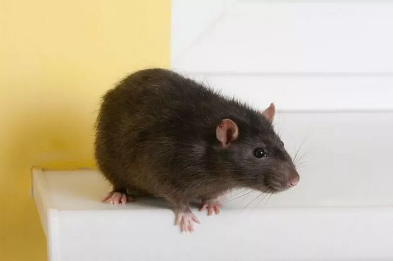 Natural item rats 'despise' will 'keep them away for good'