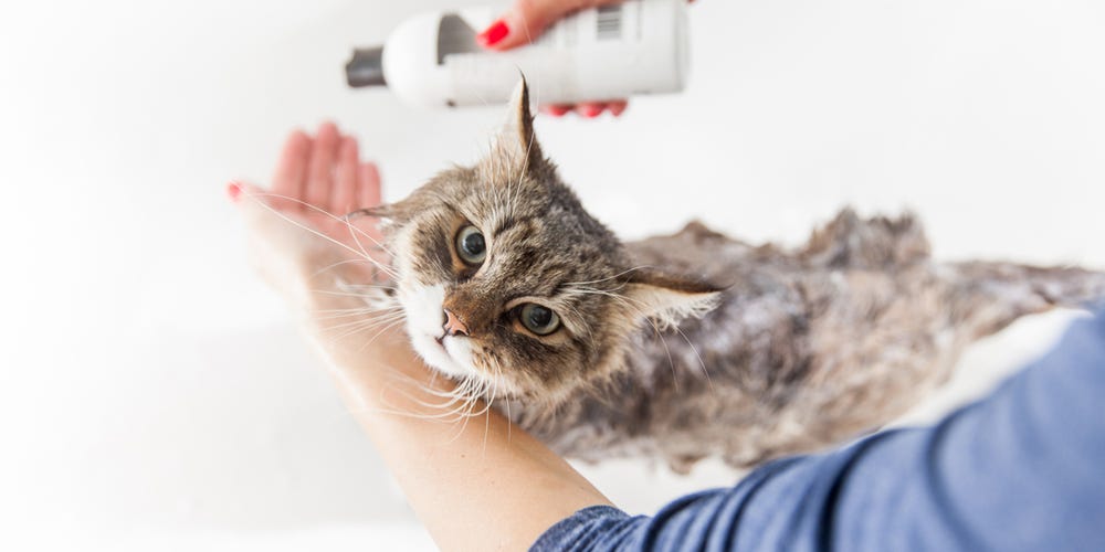 The 5 best cat shampoos of 2024