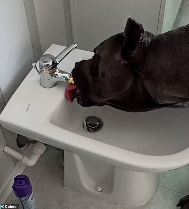 Thirsty dog is caught drinking from the BIDET in owner's bathroom 