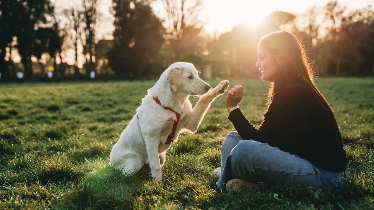 10 telltale signs your pet dog or cat really loves you, according to a vet