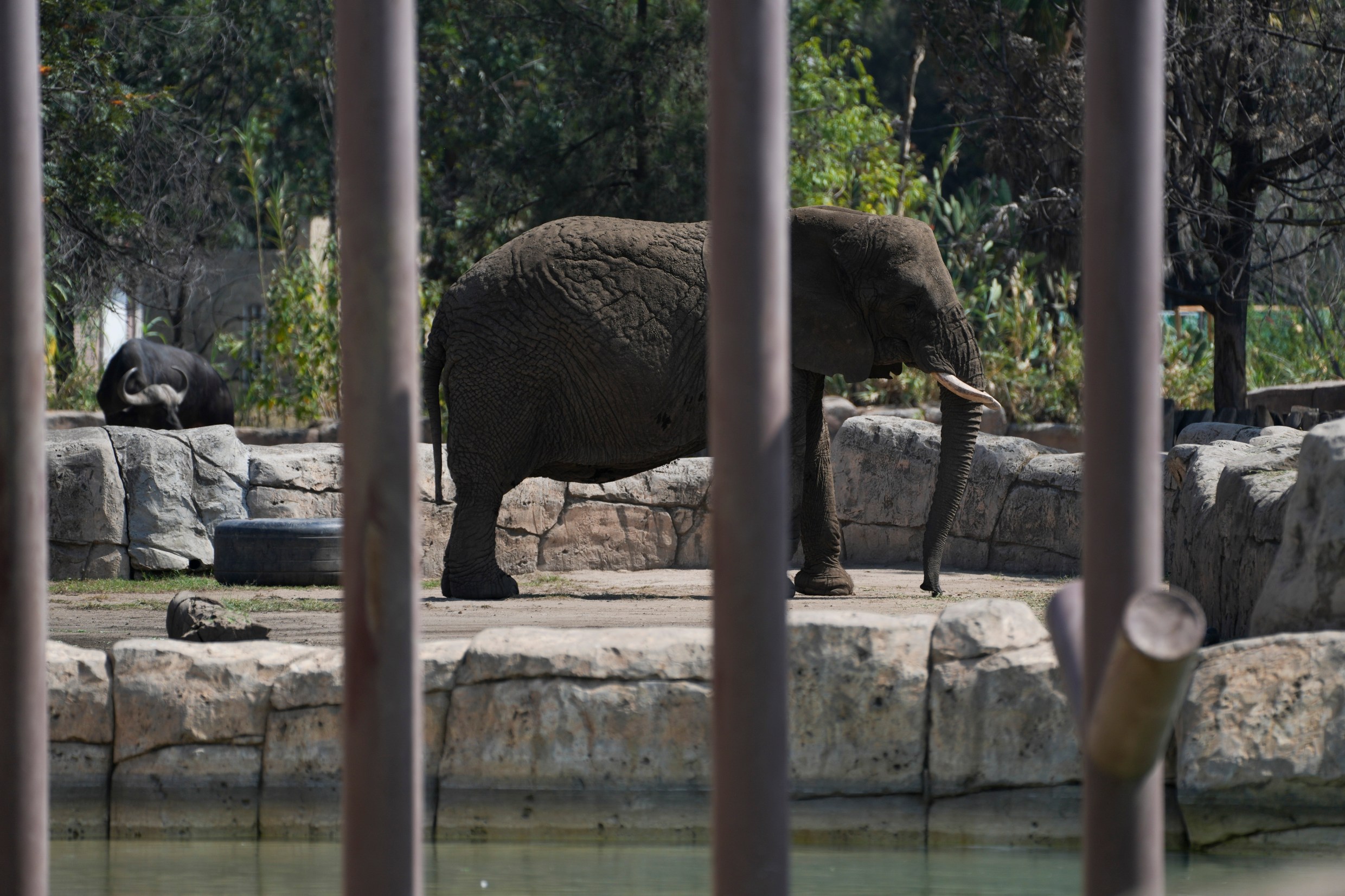 World’s saddest elephant Ely has been alone for 8 years after best pal’s death & is so depressed she rams h...