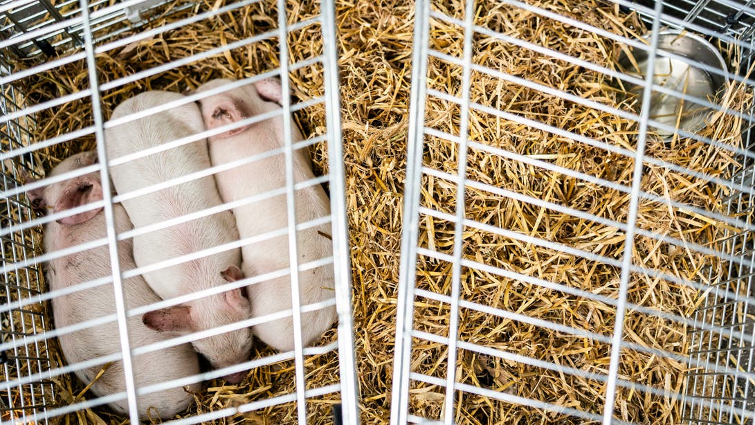 Piglets will be left to starve in a controversial art exhibit in Denmark