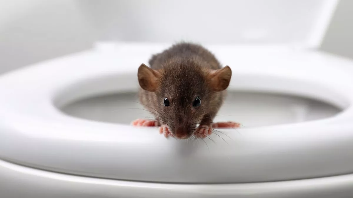 Keep rats out of the house with one kitchen item experts swear by