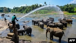 Sri Lanka's first elephant orphanage marks golden jubilee 