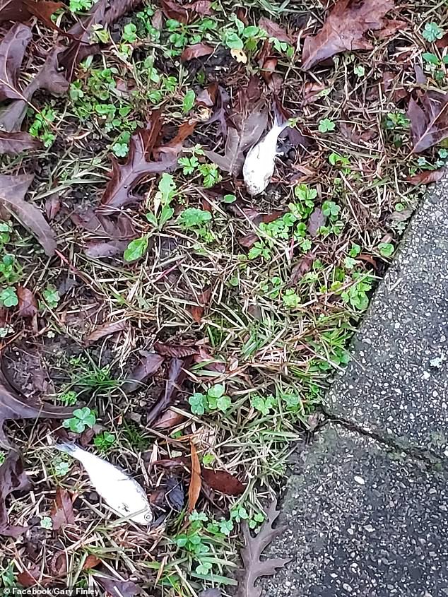 Dead fish rain down in Texarkana after they were swept up in a storm