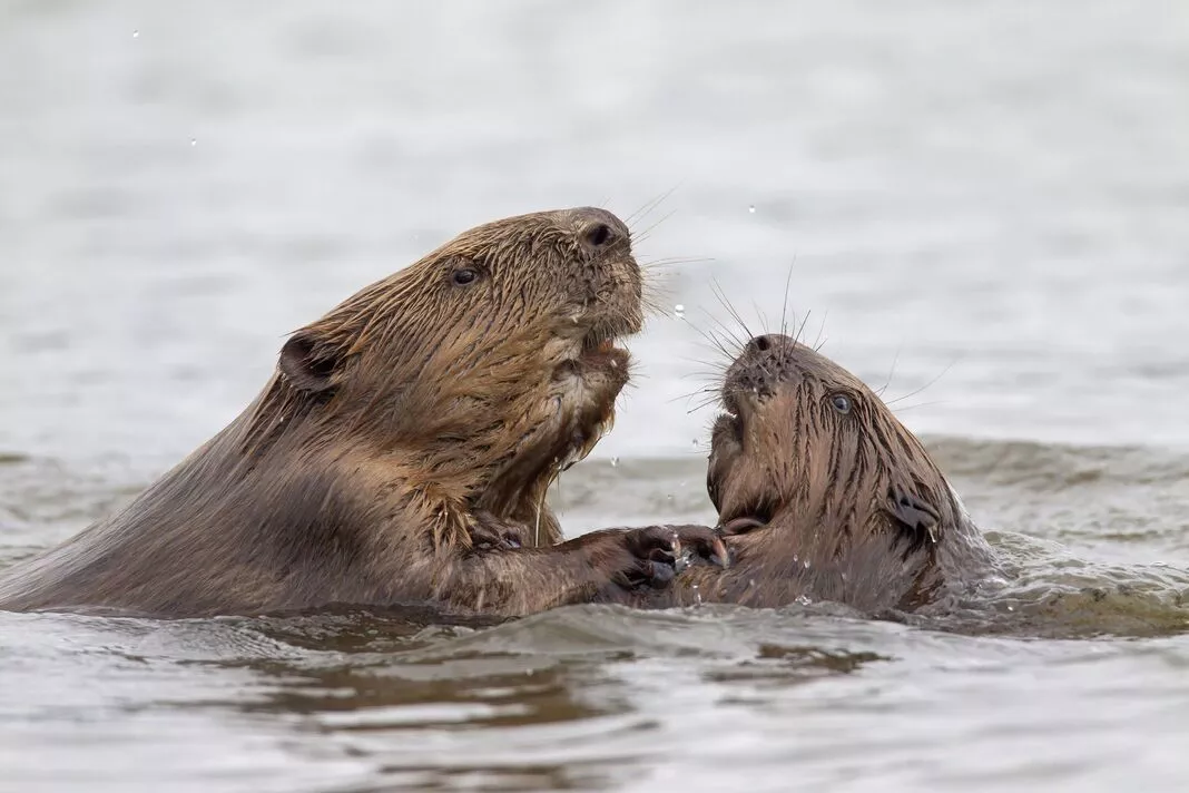 Beaver to be allowed in England wild for first time in centuries to stop floods