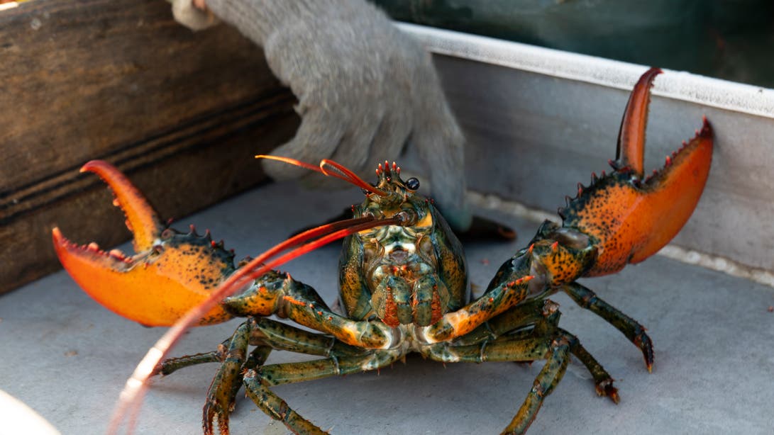 US lobster catch drops as crustaceans migrate to colder Canadian waters