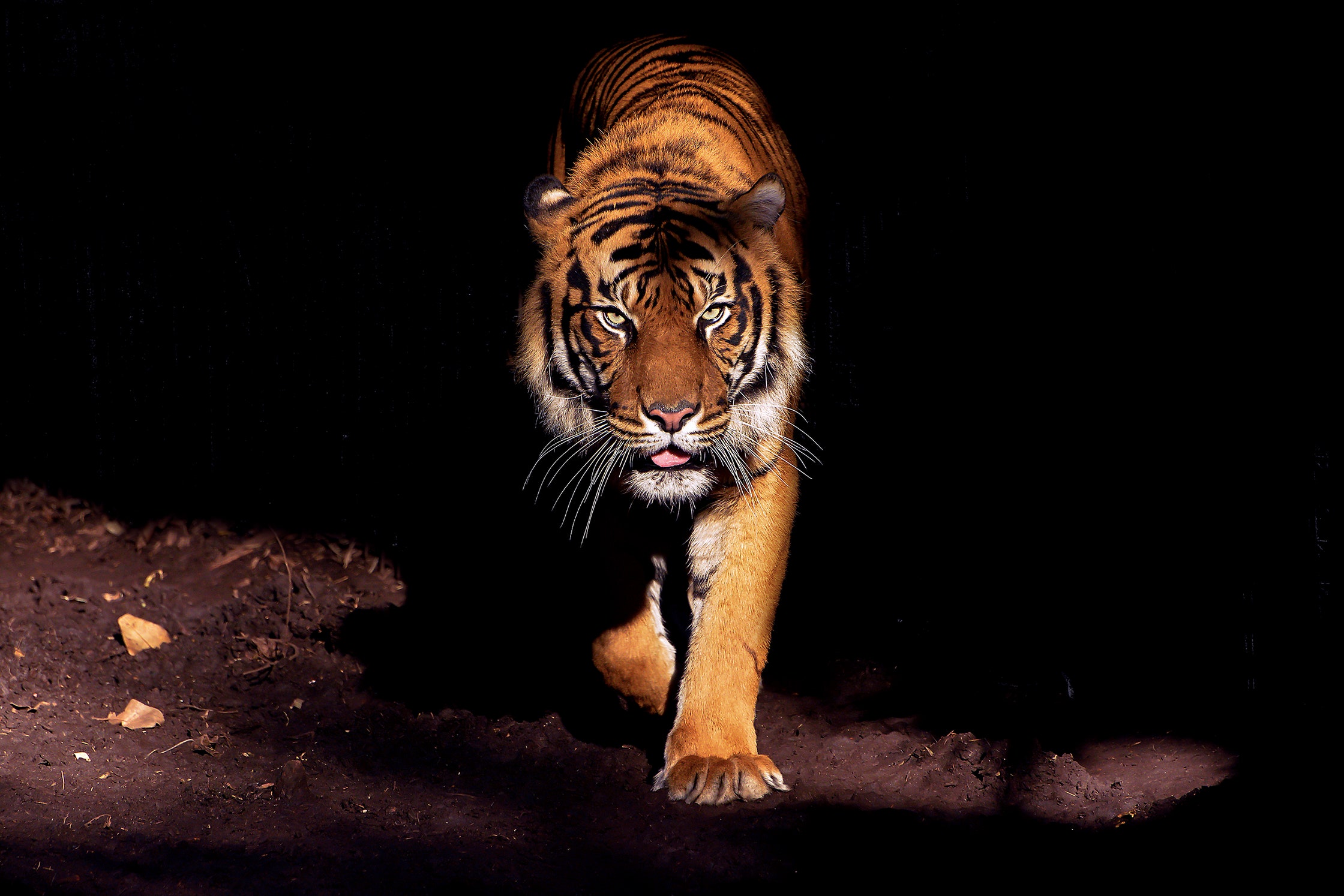 Is It Anxiety, or Is a Tiger Trying to Kill You?