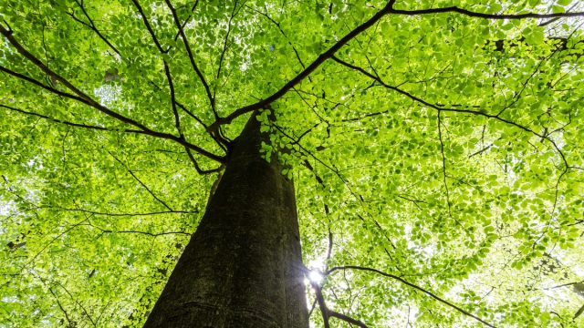 I want to be buried under my favourite tree – with my dog