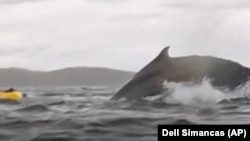 Whale swallows, then releases kayaker in Chilean Patagonia 