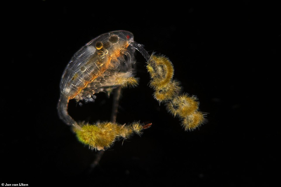 New photos show microscopic plankton in magnificent detail 