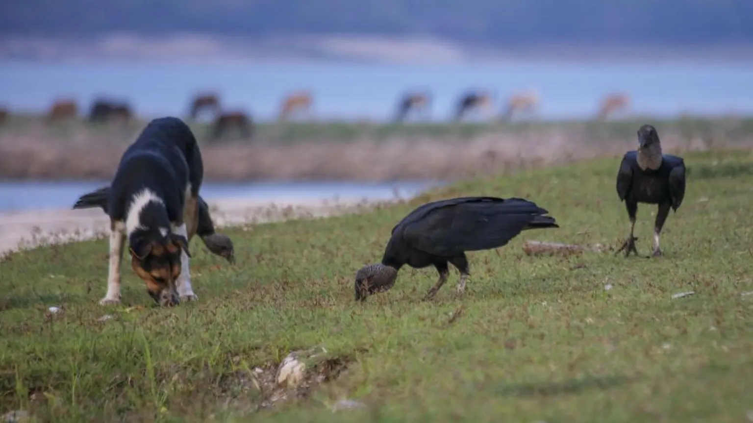 Surrey Wildlife Trust urges dog owners to keep pets under control