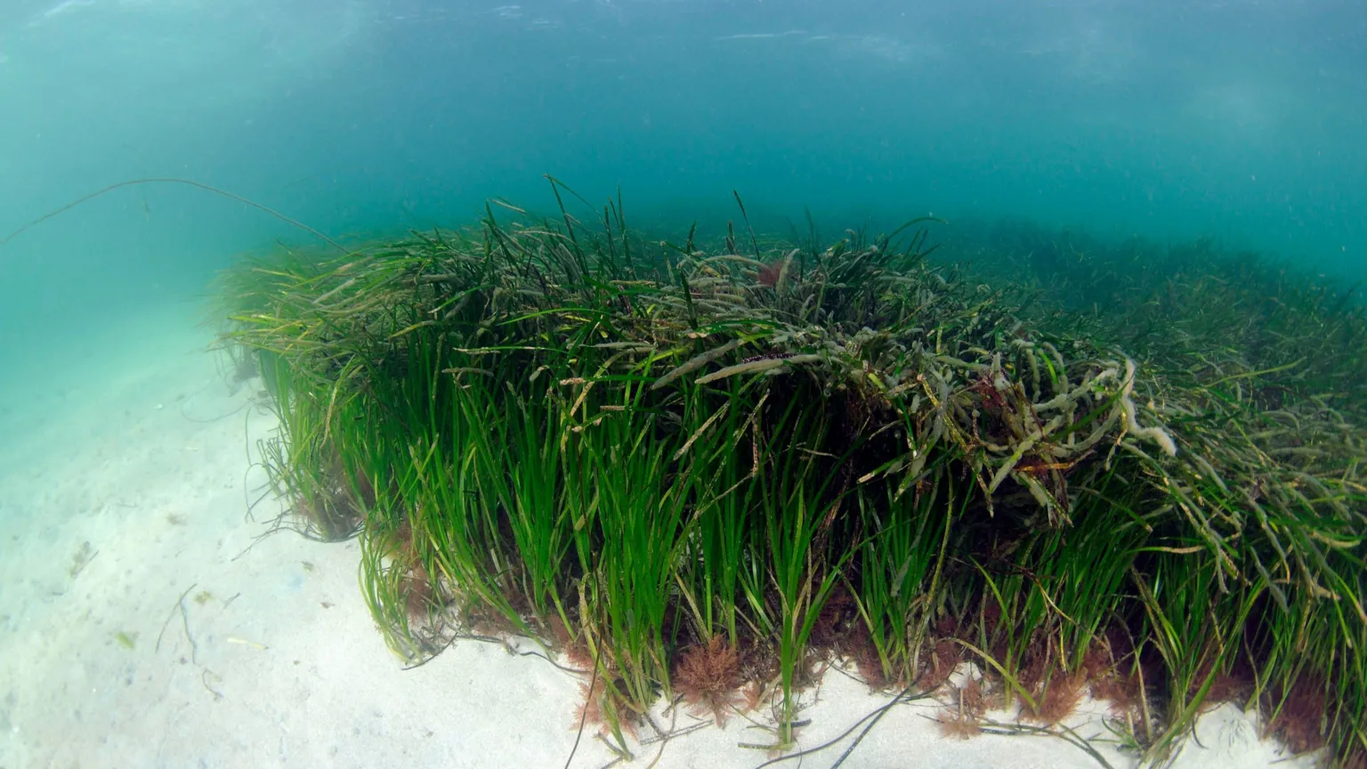 Seagrass: £2.4m project launched to restore 'wonder plant' to Scotland's coasts