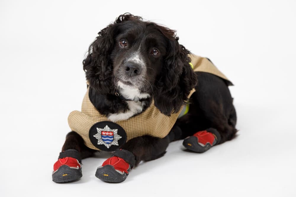 Meet Sherlock, London's longest-serving fire dog, as he retires 