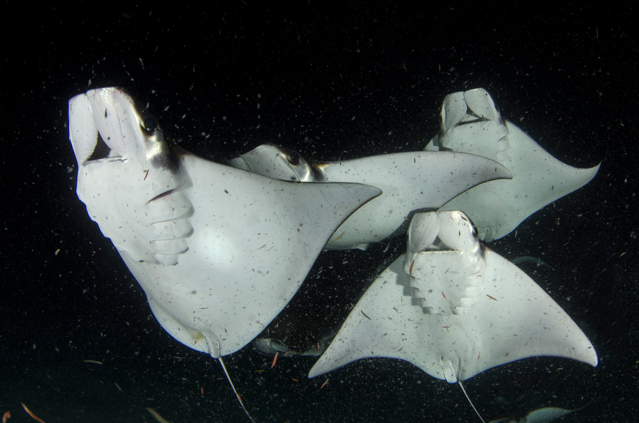 Mobulas, an Aquatic Wonder of the Gulf of California, Are Disappearing