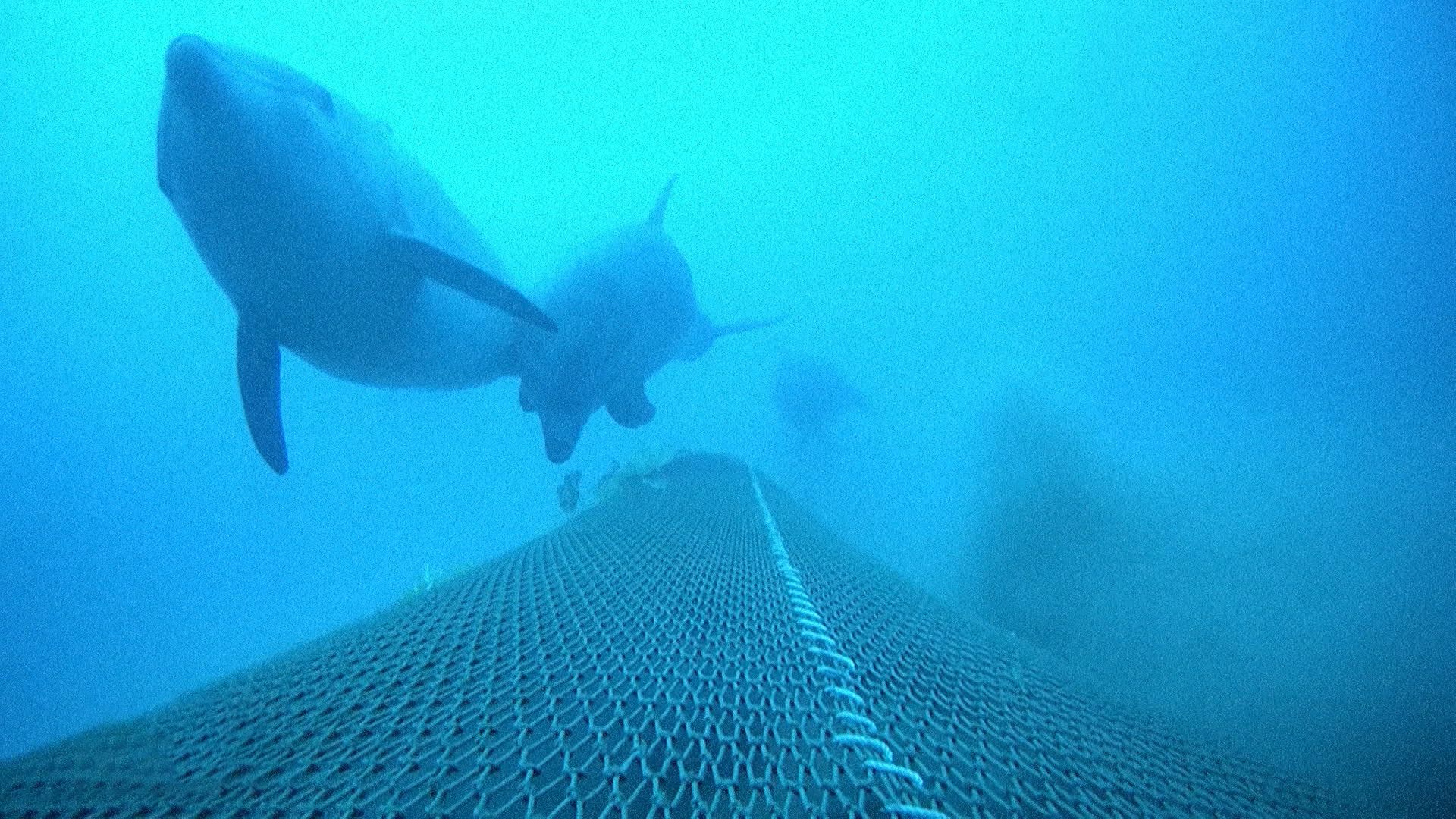 Dolphin conservation and fishermen's livelihoods in the Bay of Biscay: A difficult balance