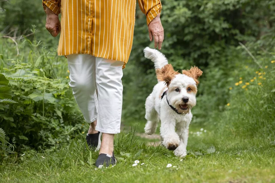 Dog owners face £1,000 fine from March for breaking walking rule