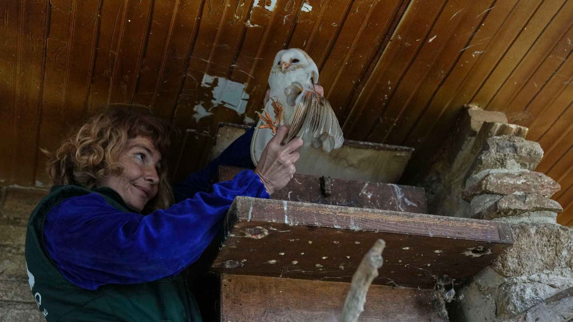 Israeli and Arab scientists don’t let war stop them saving these birds