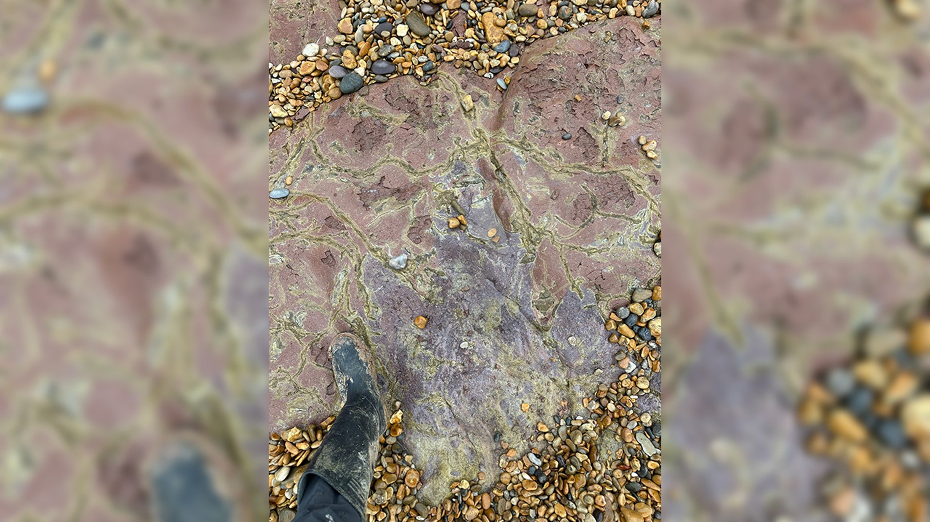 Ancient dinosaur footprint dating back 100 million years discovered near coastal town