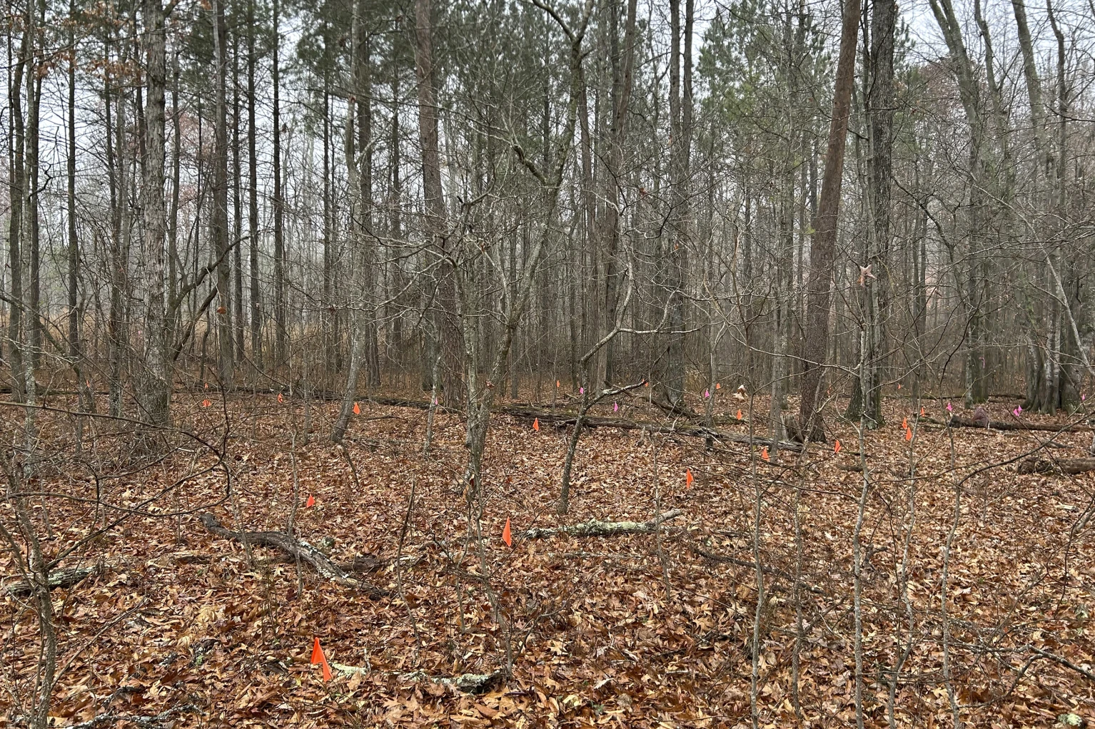 Black graves to be moved for Virginia industrial park