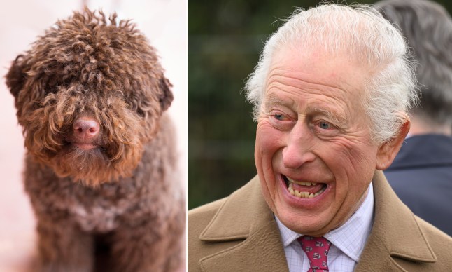 King Charles gets first new dog in 20 years - and they have 'a lot in common'