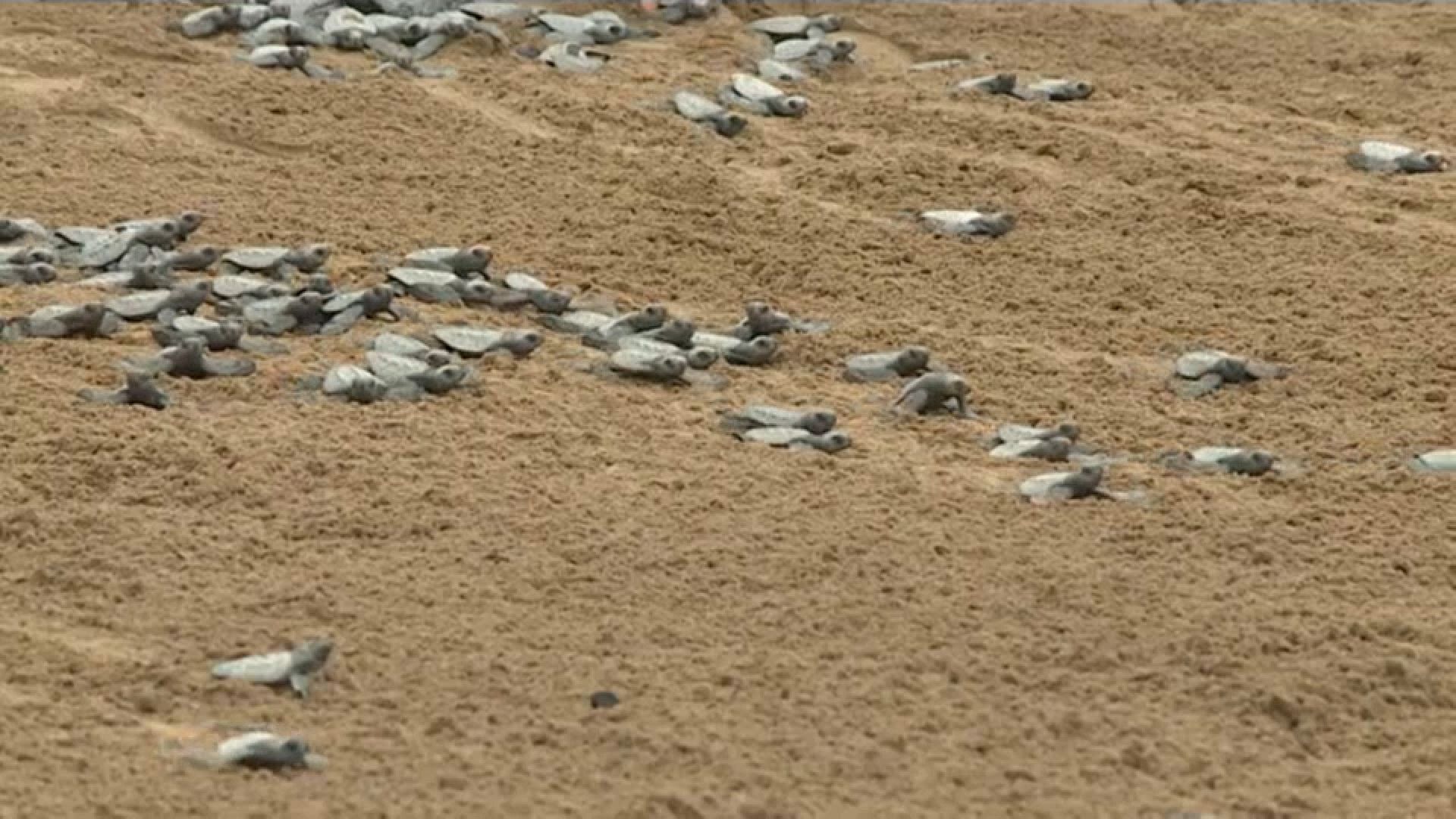 Tourists in São Tomé watch release of baby turtles into sea