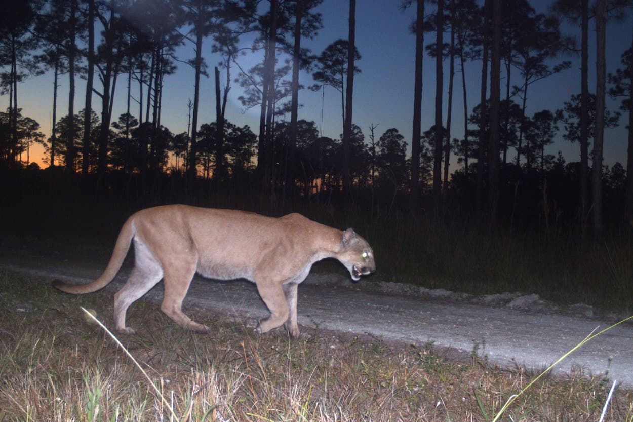 Florida panthers are facing an increasingly urgent threat from traffic