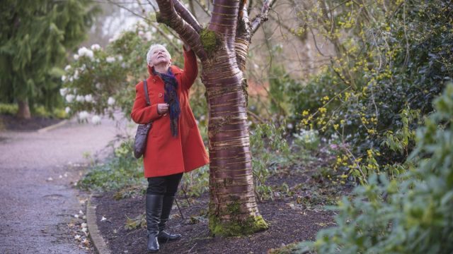 A gardener's guide to trees with attractive bark