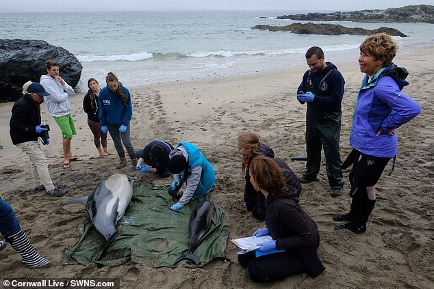 Dolphins under growing threat from jet-skis as disturbances triple