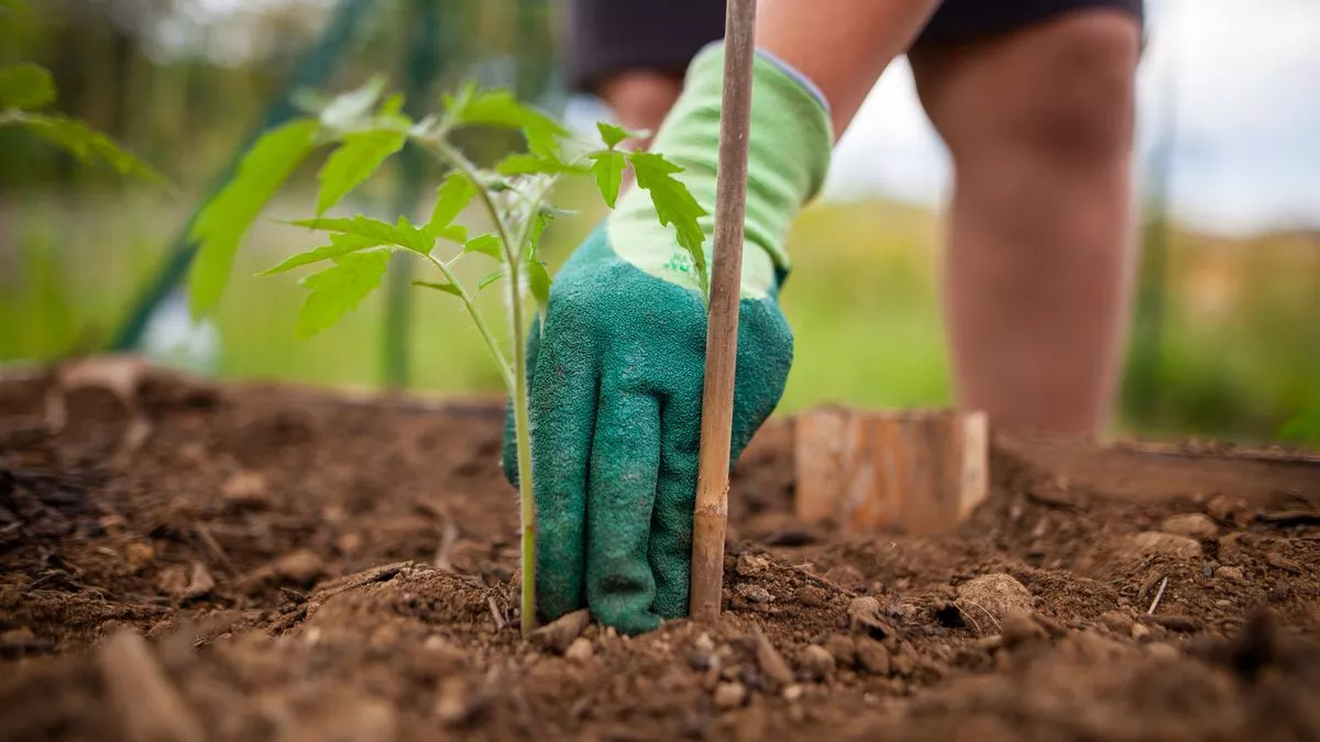 Gardeners urged to plant flowers with surprising household item for best blooms