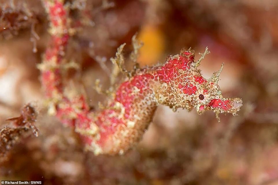 Five sea stars and a pygmy pipehorse among species discovered in 2021