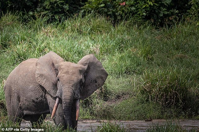 WWF warns of biggest mass extinction event since dinosaurs