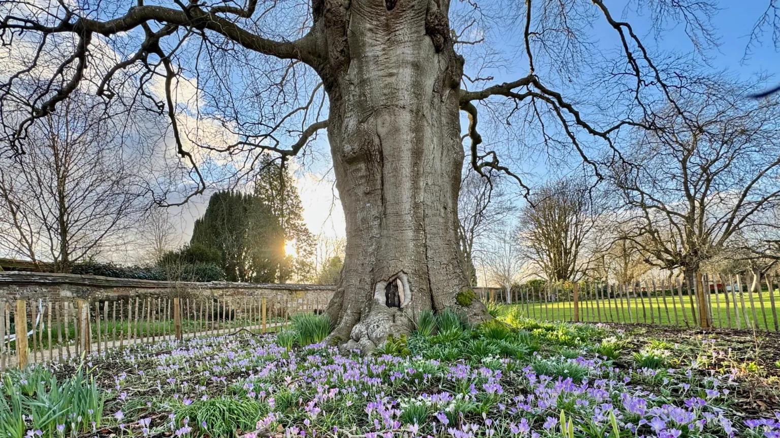 Wiltshire in pictures: Blankets of crocuses and a tiny newt