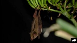 Arizona adds endangered bat to list of night-flying creatures that frequent the state