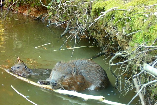 Beavers to be released into English wild in bid to stop flooding