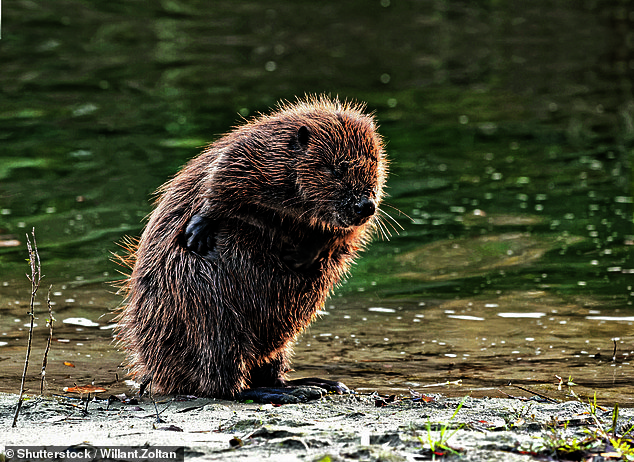 Eager for a beaver revival