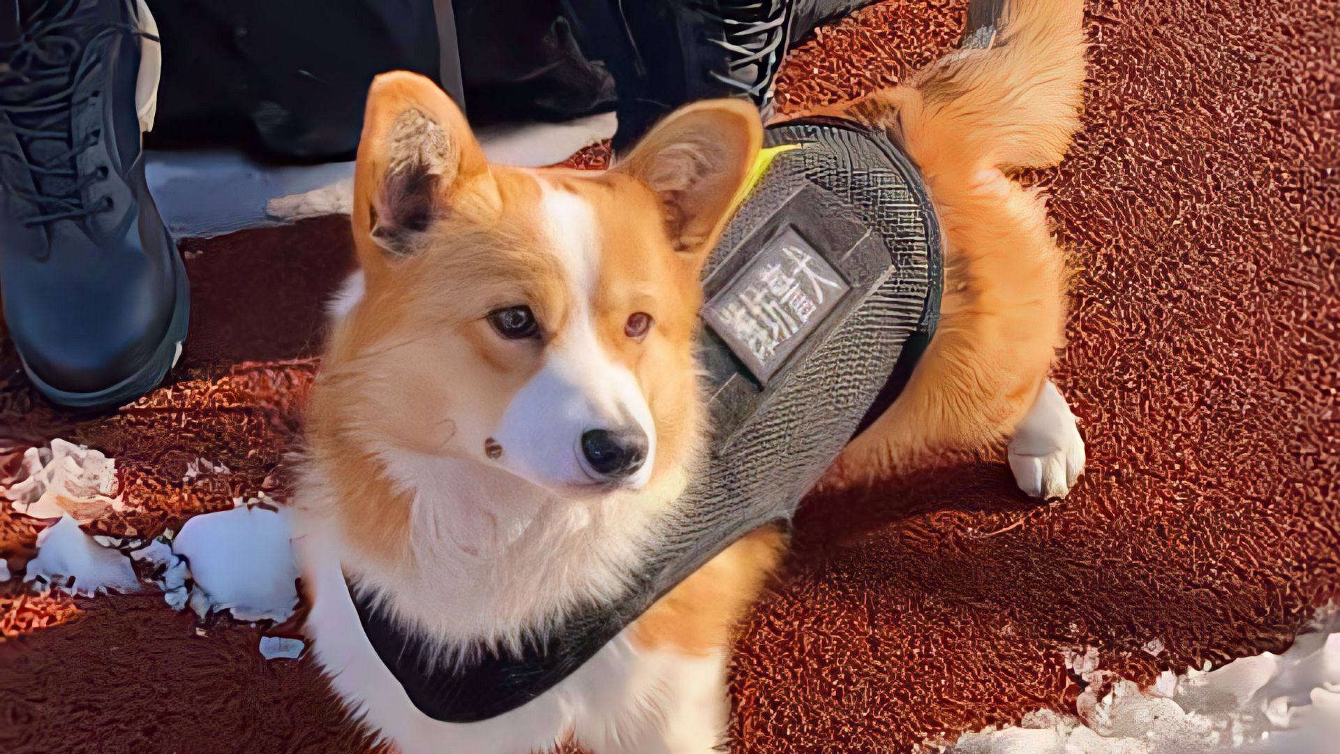 China’s first corgi police dog loses bonus after sleeping on the job