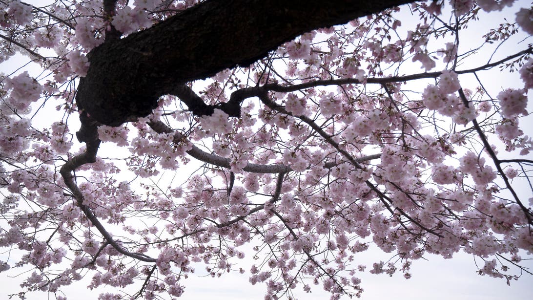 Peak bloom for the iconic cherry blossom trees of Washington, DC, is predicted for late March