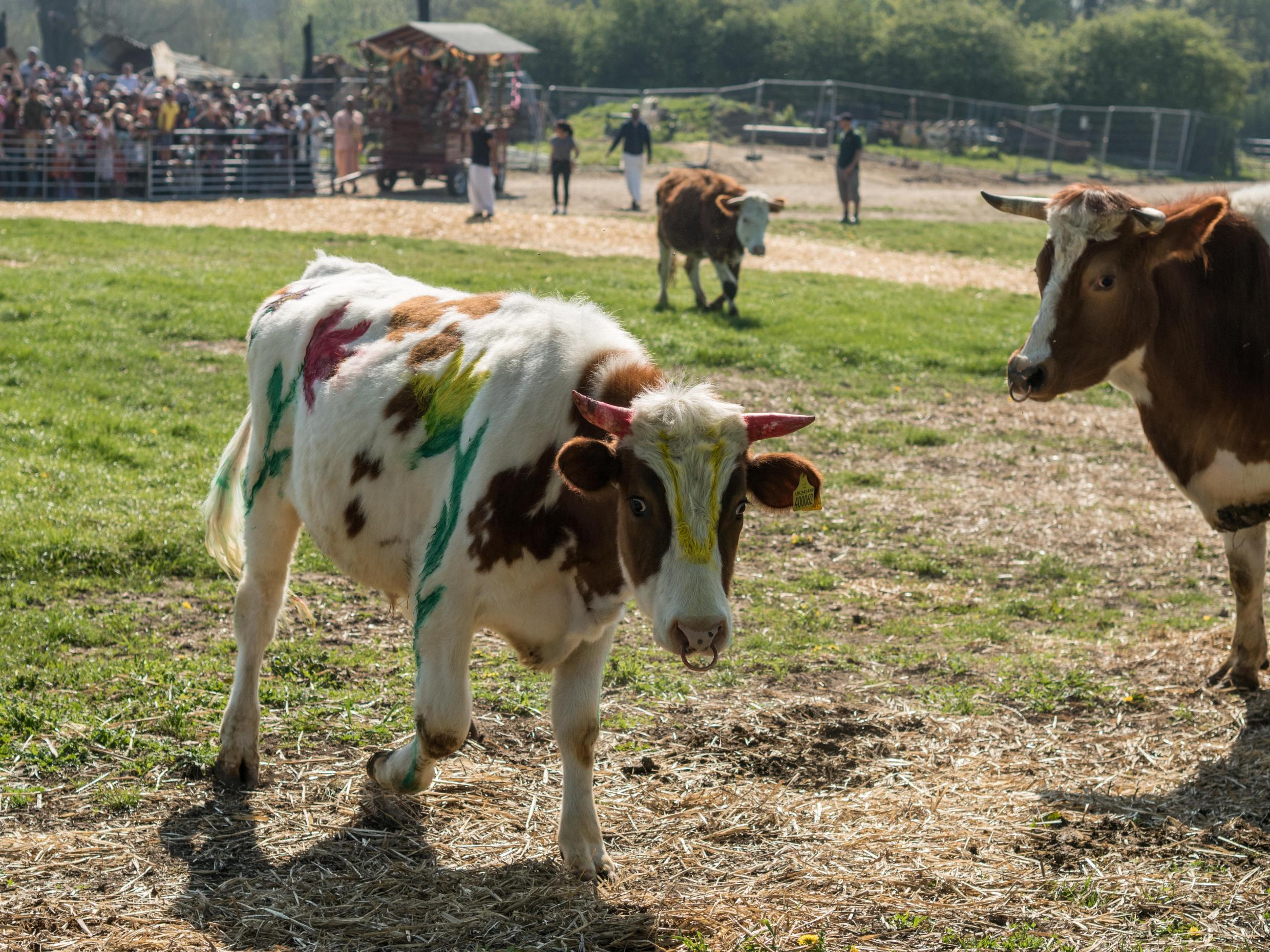 Sacred cows at manor once owned by Beatle George Harrison halt green energy project...