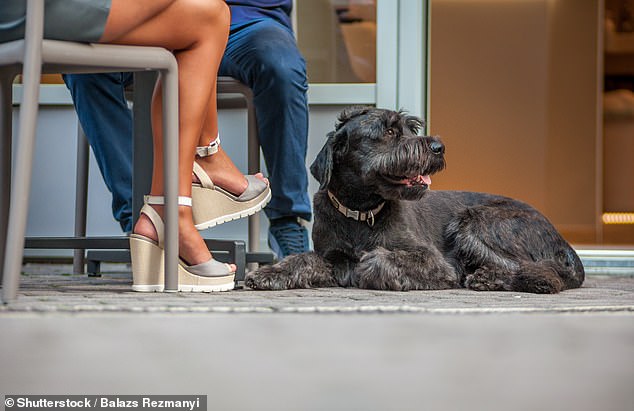 In-store dogs are a perfect way to boost your business, survey shows