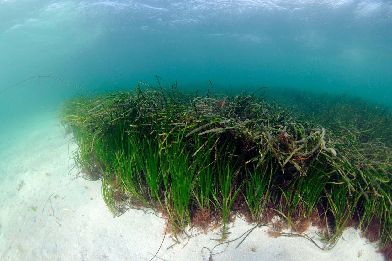 Seagrass planting bids to restore nature along Scottish coastline