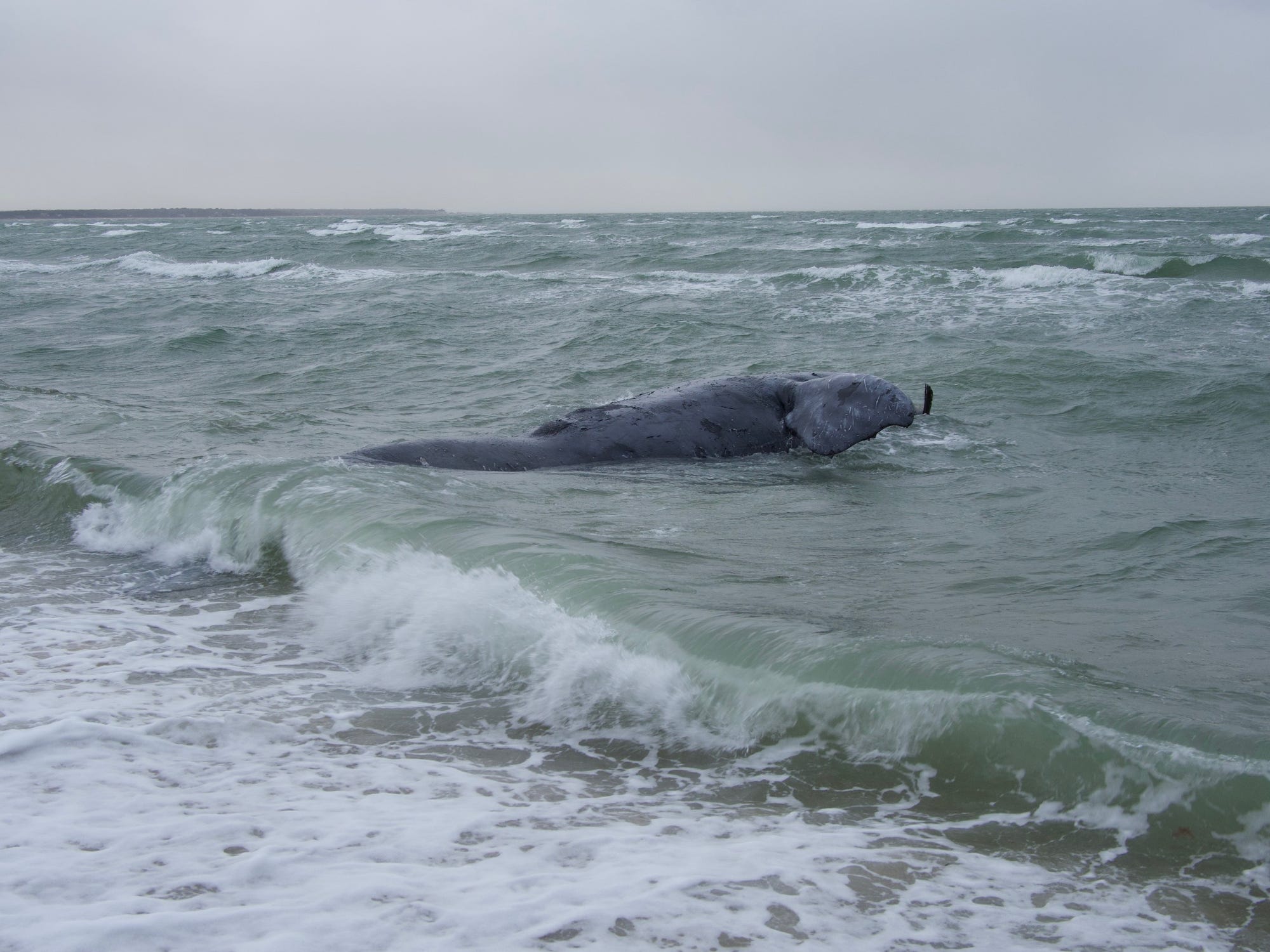 A North Atlantic right whale was found dead near Martha's Vineyard. There are only around 360 left. 