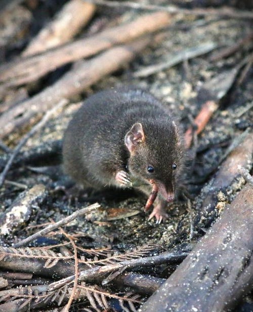 A marsupial in Australia will sacrifice sleep for sex, before dying and being eaten by its mate, say scientists   